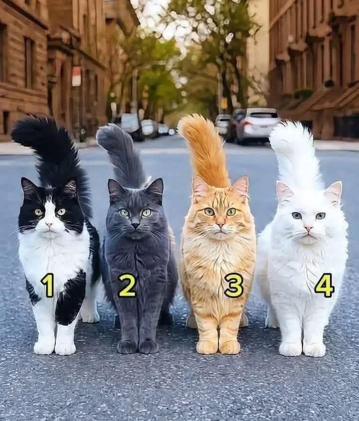 Cat Lover tweet media