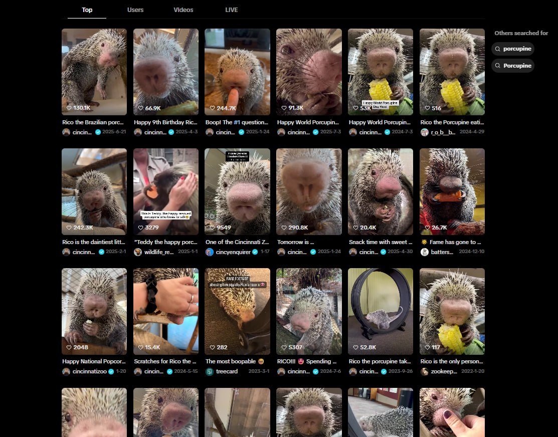TengenWeb3's tweet photo. Meet $Rico The Porcupine from @CincinnatiZoo a famous zoo where lots of animal runners have spawned! 

He's extremely cute and loves to eat and is very viral! 
Millions of views on X, Tiktok & IG! 

Even @elonmusk has interacted on tweets about him! 

And we are donating all fees in hopes of onboarding @CincinnatiZoo to the community to support RICO 

We already donated 250 + 100 + 100 + 25 + 20 with more to come!
