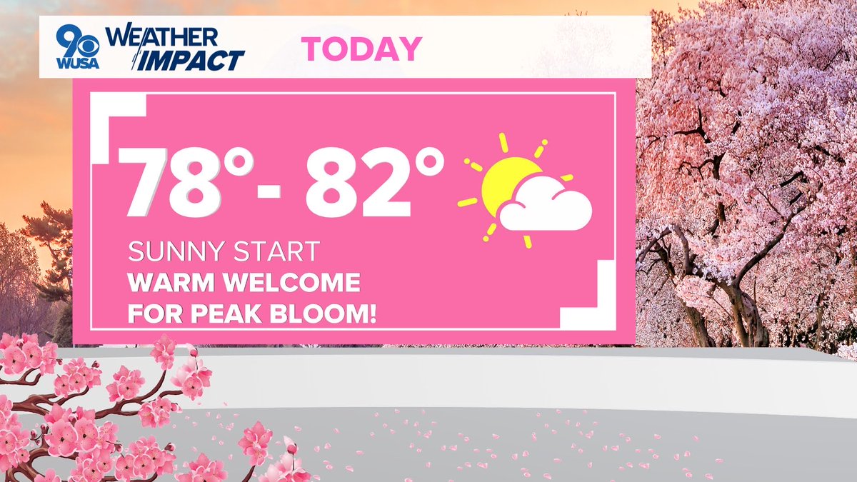 GraceThorntonWX's tweet photo. Lovely weather for peak bloom expected today! #dc #cherryblossoms https://t.co/CoIapaWo56