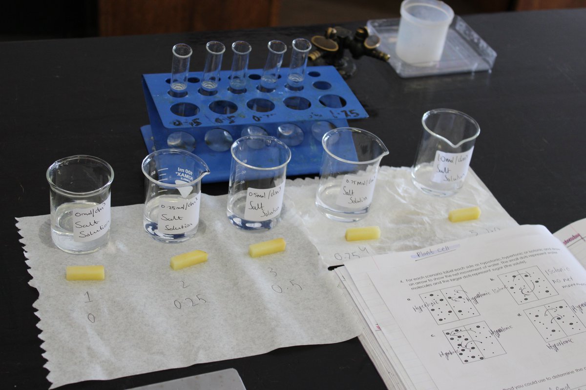 DerbyHighSci's tweet photo. Our Year 9 students are looking at transporting substances and have moved into Osmosis! This lesson had students create the perfect set up for their Osmosis Required Practical! https://t.co/QyPkX1QnYC