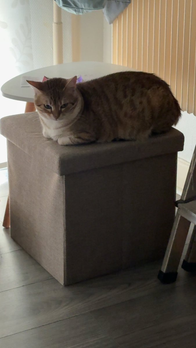 ♱ Senoxia 𓂀 tweet media