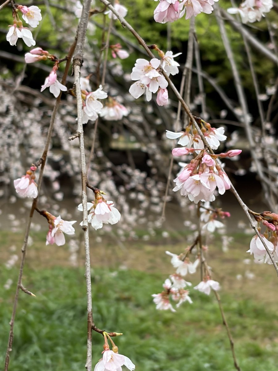 久保田 涼子 tweet media