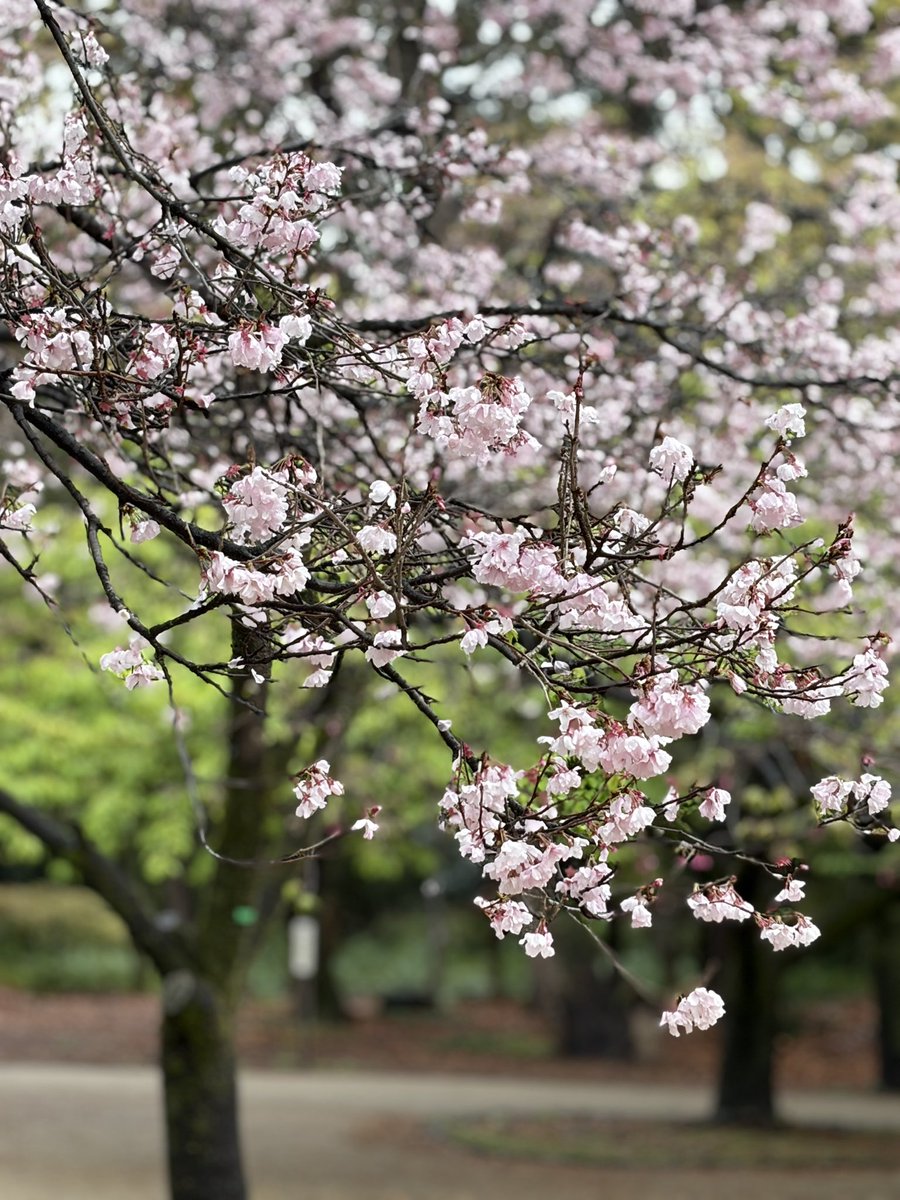 久保田 涼子 tweet media