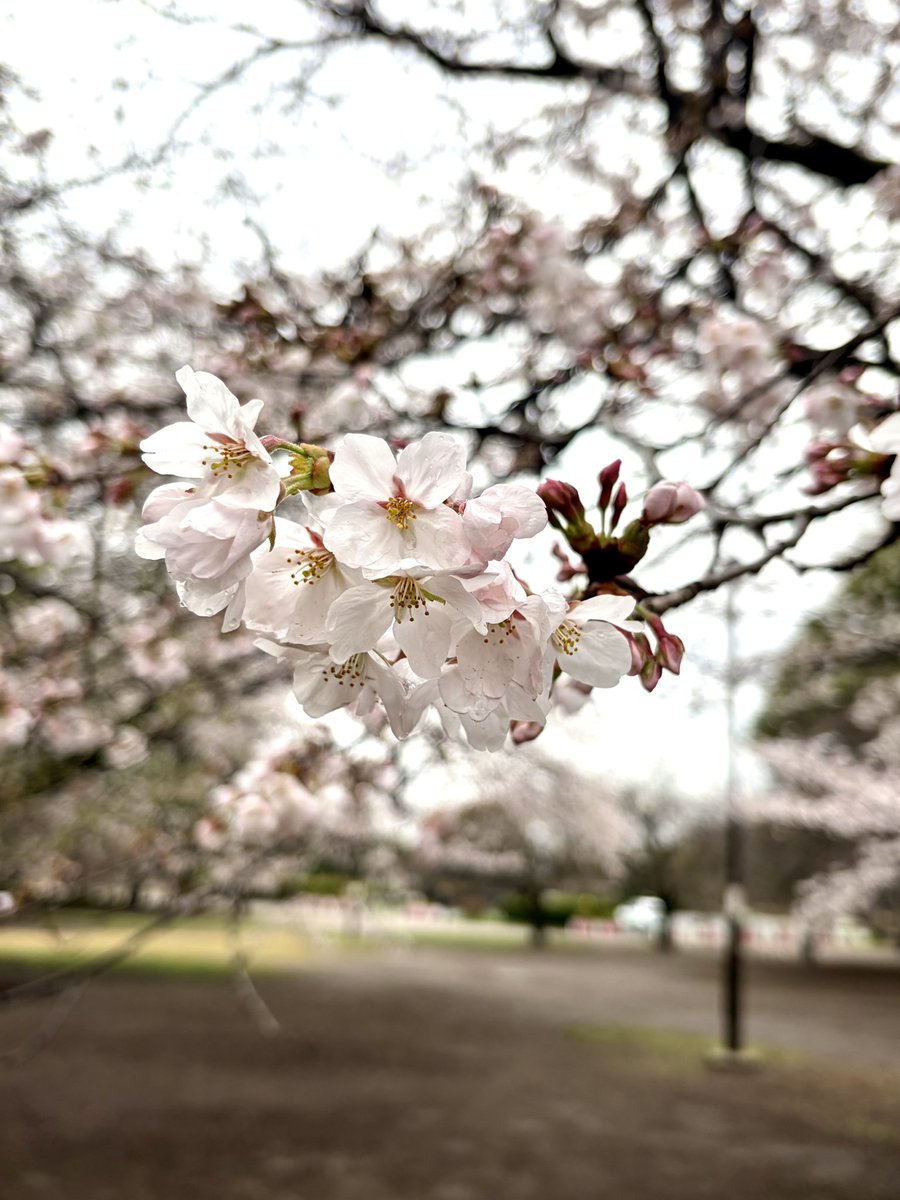 久保田 涼子 tweet media