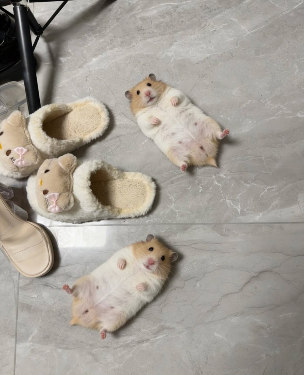 癒しの動物 tweet media