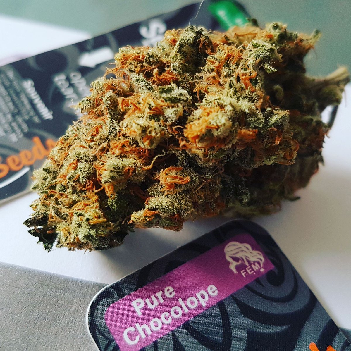 SuzySeeds tweet media