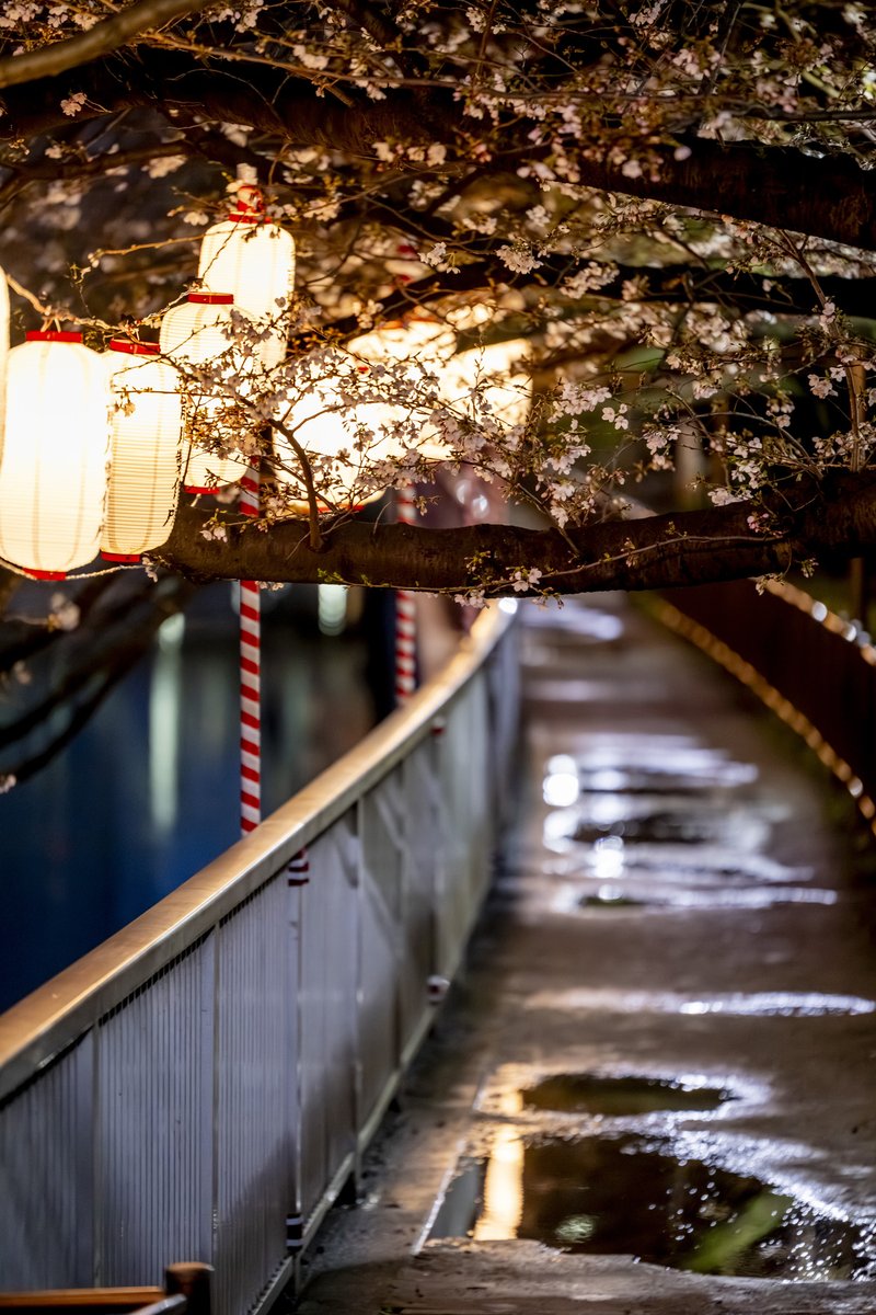 お江戸深川さくらまつり公式【江東区/門前仲町-清澄白河-森下】 tweet media