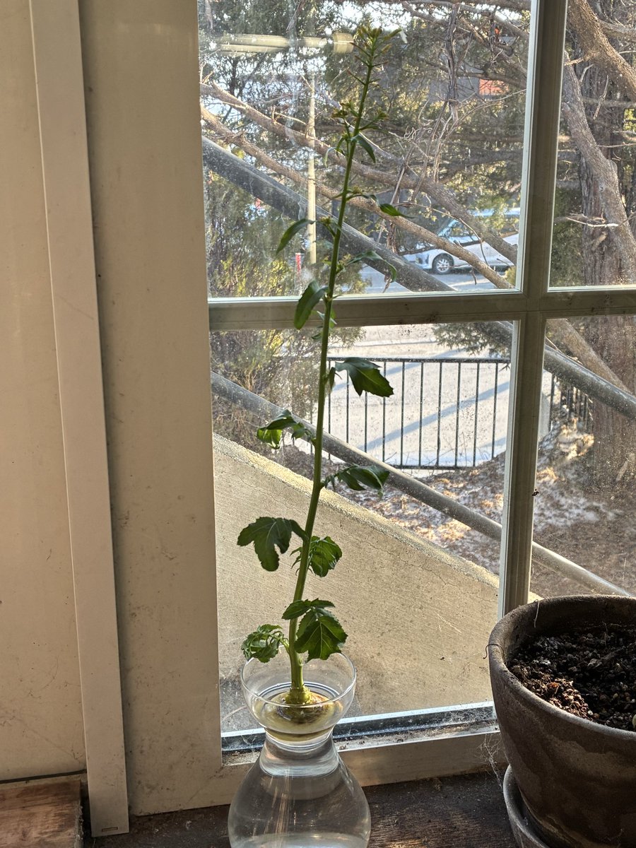 はしぼそ tweet media