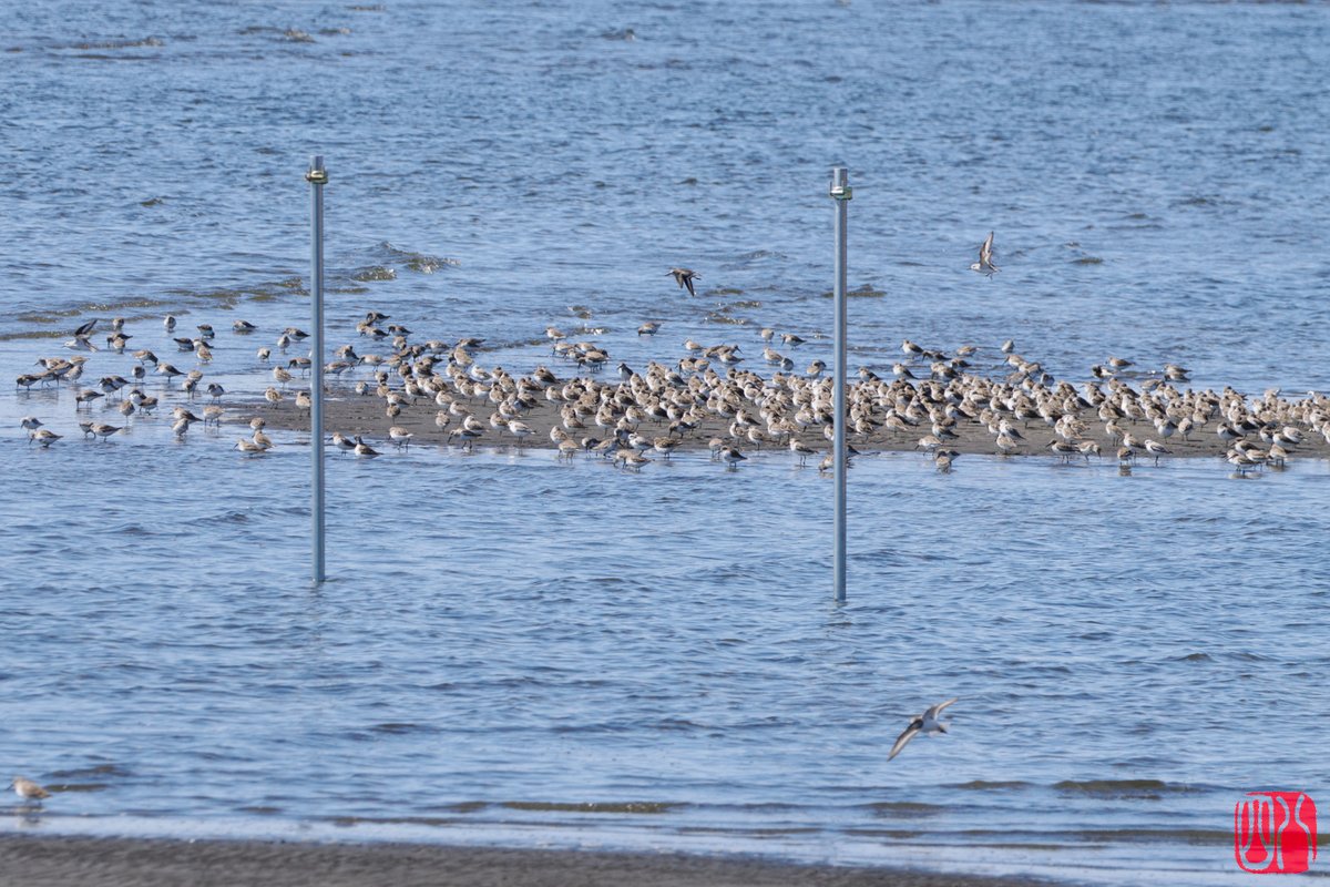 SP48K's tweet image. 干潮後、徐々に海面が上がって干潟の陸地が減ってくるとこうなる(´･_･`)
#ハマシギ #ミユビシギ #三番瀬海浜公園