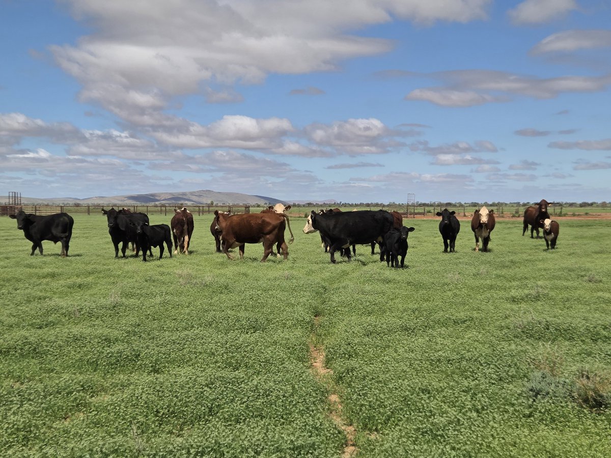 Scott Michael tweet media