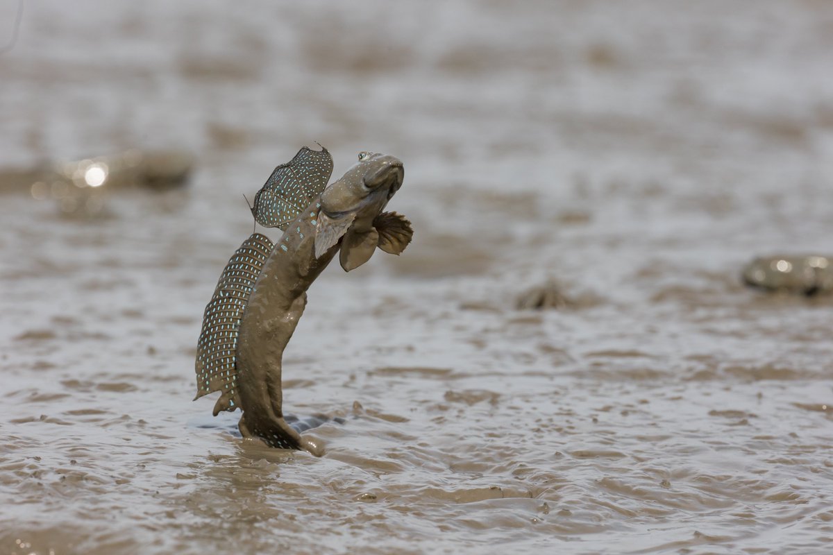 うみうま tweet media