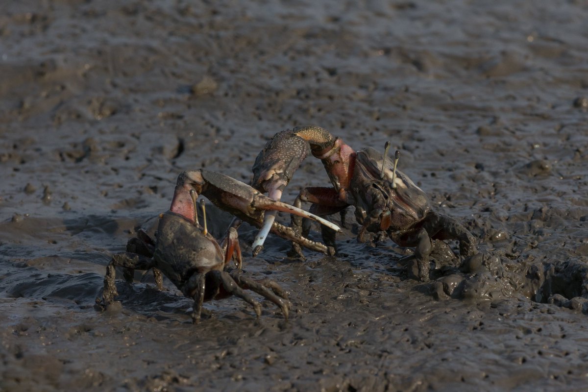 うみうま tweet media