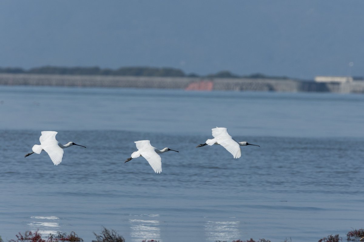 うみうま tweet media