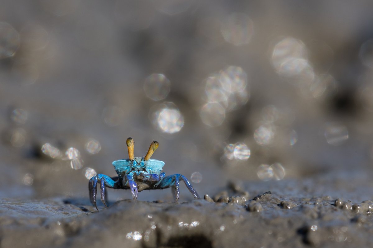 うみうま tweet media