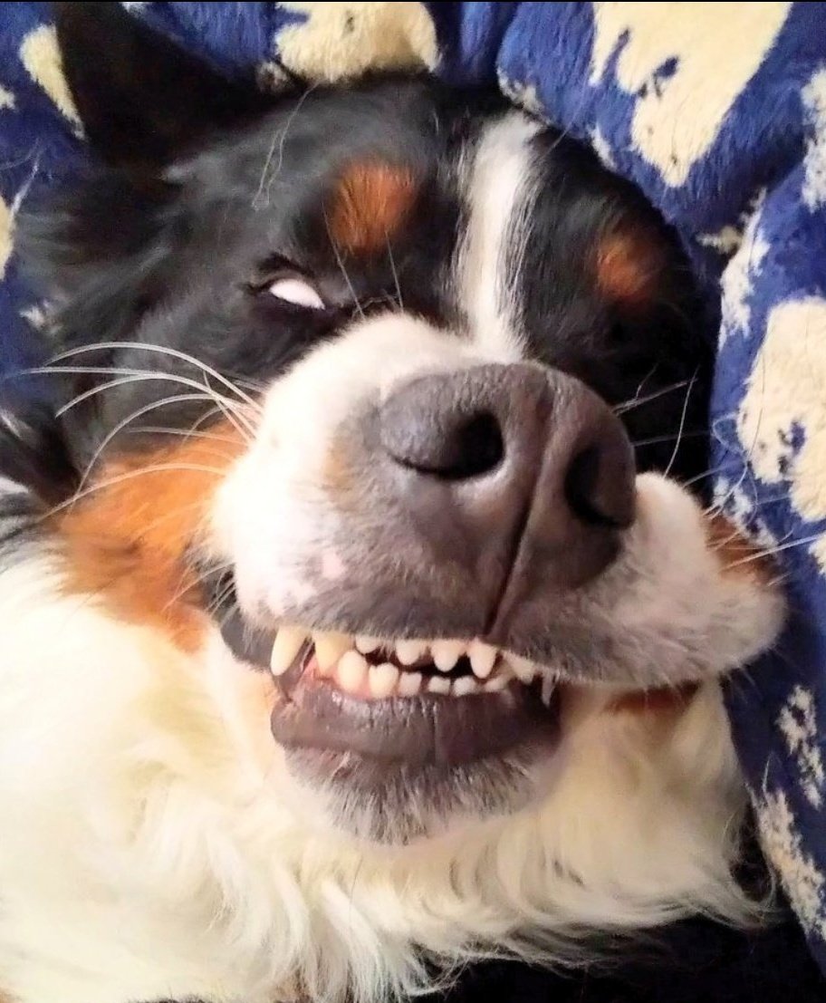 ここあ tweet media