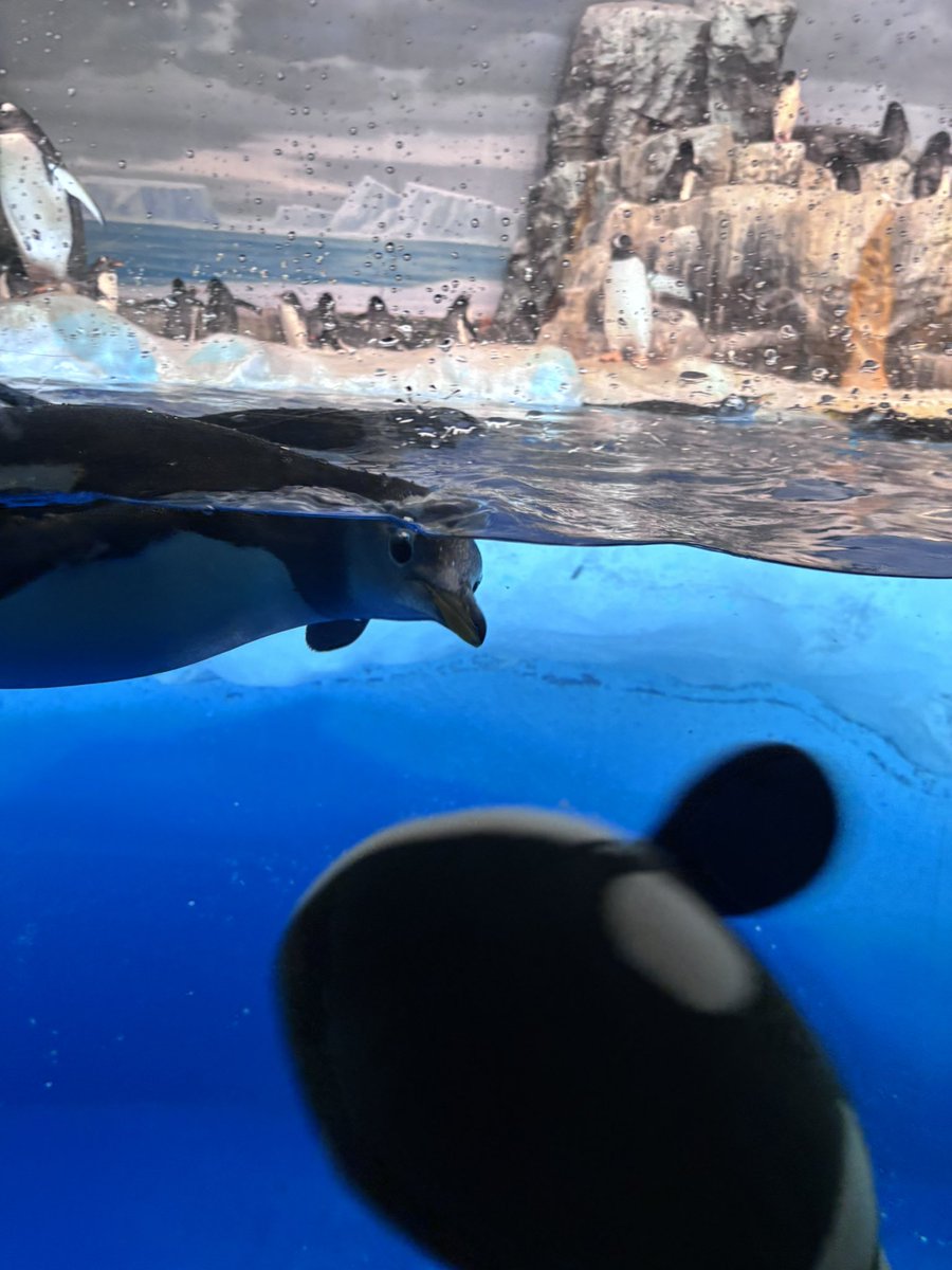 姫りんご tweet media