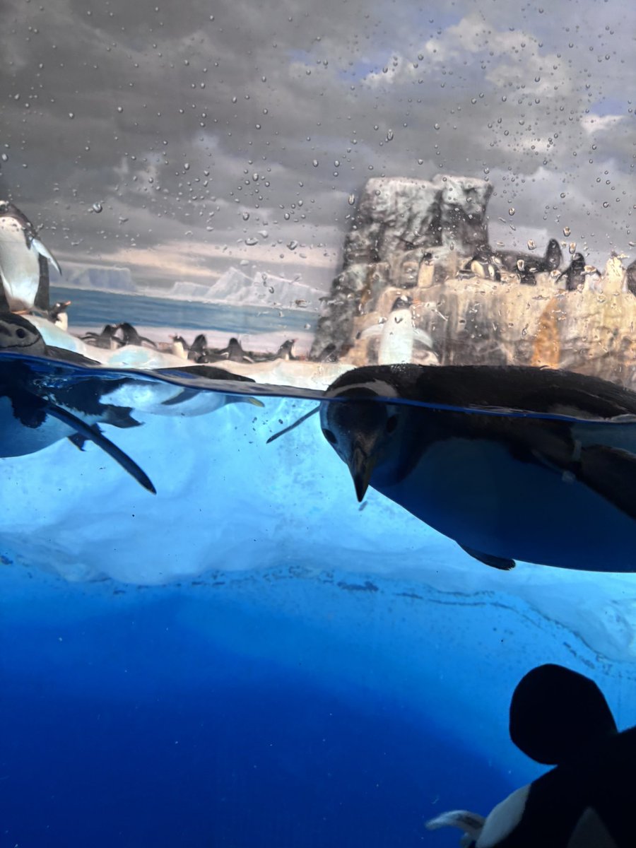 姫りんご tweet media