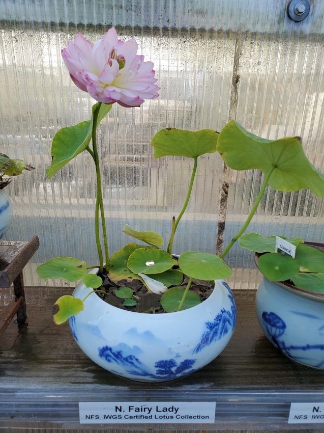 ирис tweet media