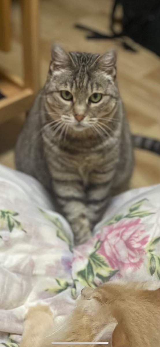 迷い猫小雪 tweet media