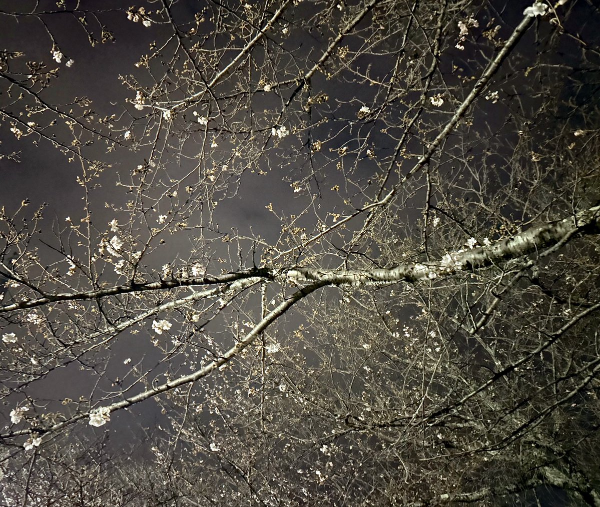 白黒contrast tweet media