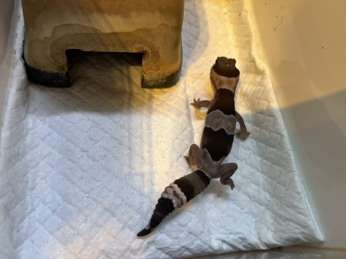 subenodo tweet media