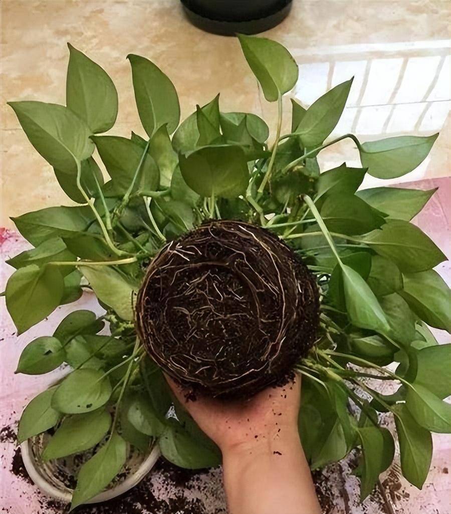 takshsheel tweet media