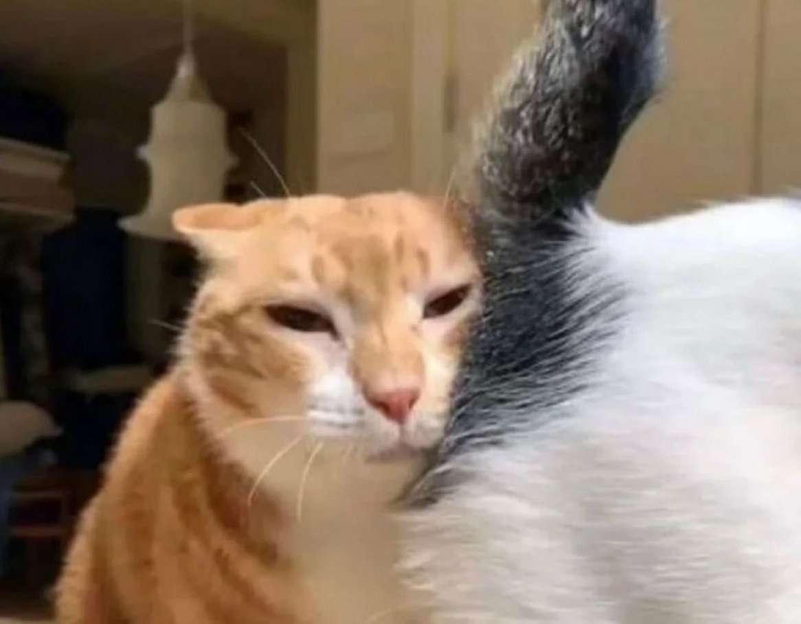 ₲んo丂イ乇尺oア乇 🐦⬛🐦⬛ tweet media