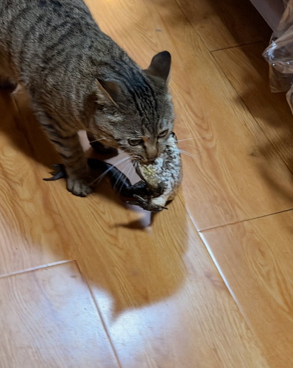 癒しの動物 tweet media