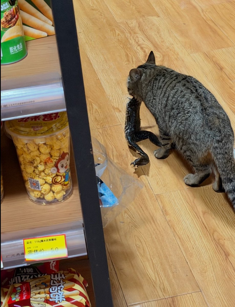 癒しの動物 tweet media