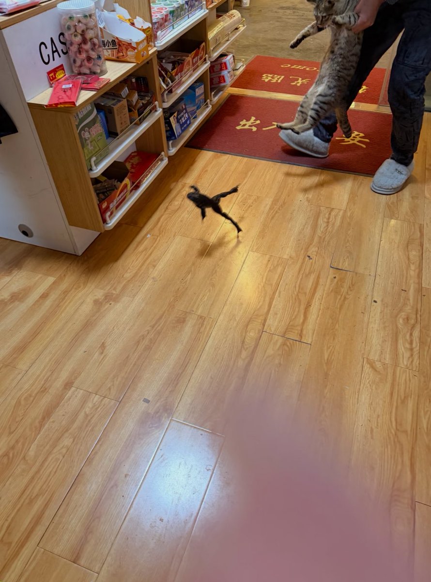 癒しの動物 tweet media