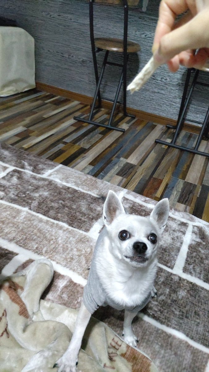 インドア系スムースチワワ、ツナさん tweet media