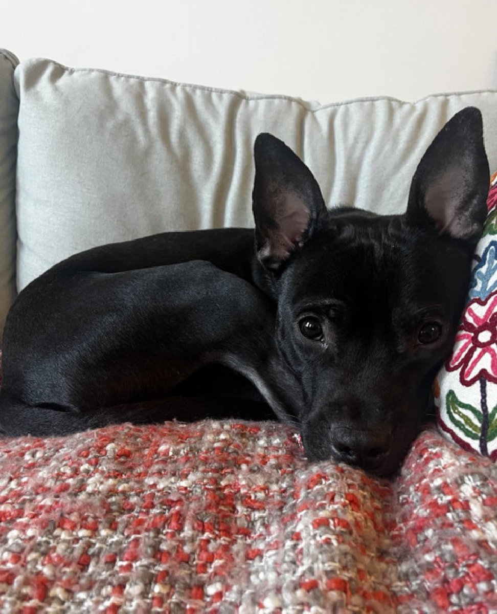 MSC1111 🇳🇱 tweet media