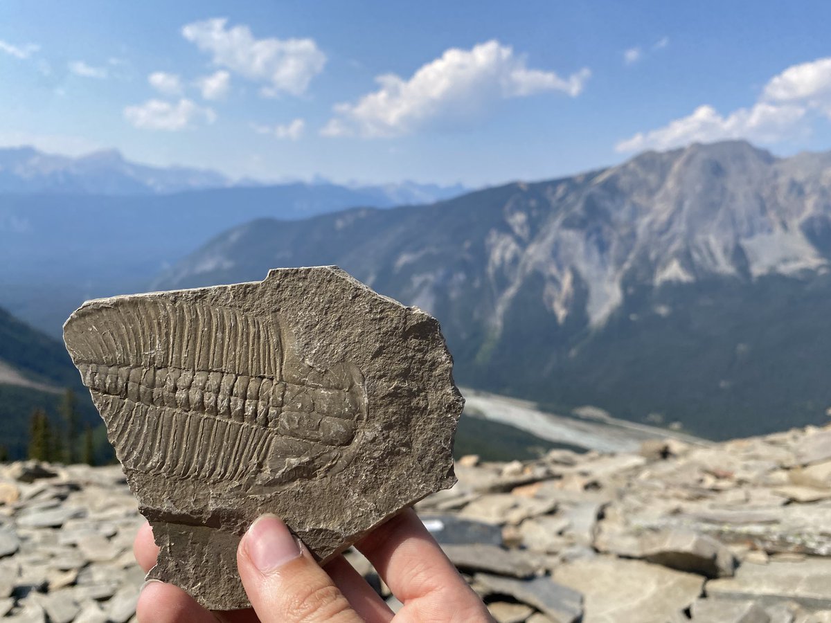 BrennanThePaleoDude tweet media