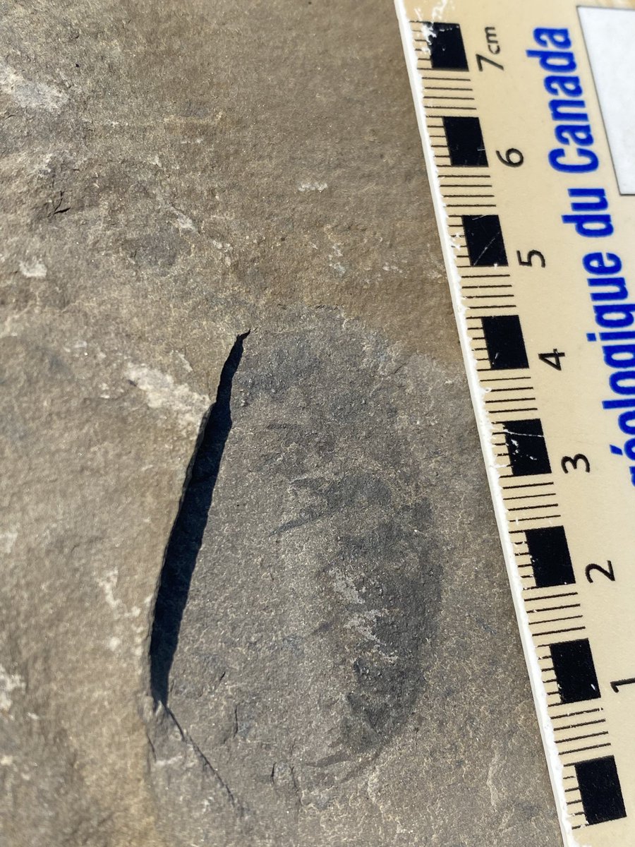 BrennanThePaleoDude tweet media