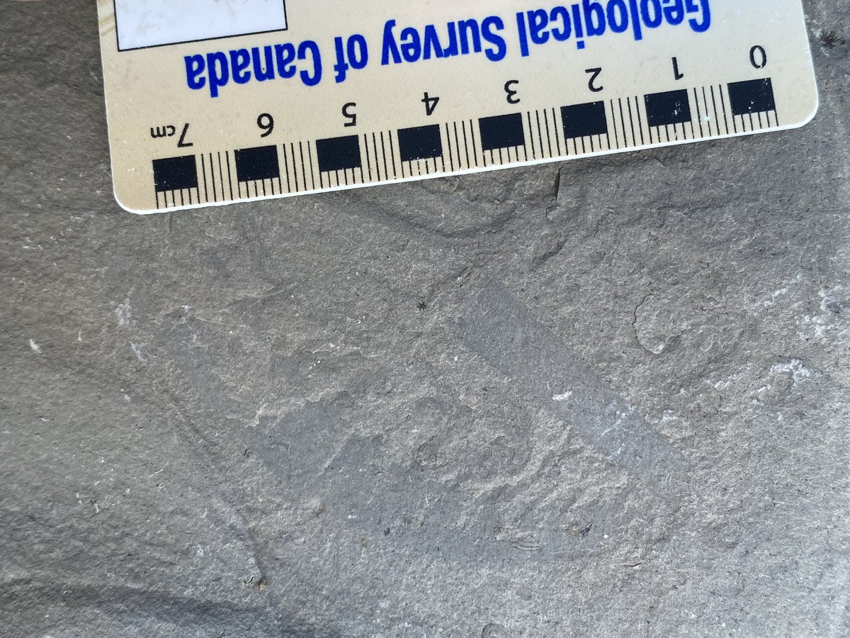 BrennanThePaleoDude tweet media