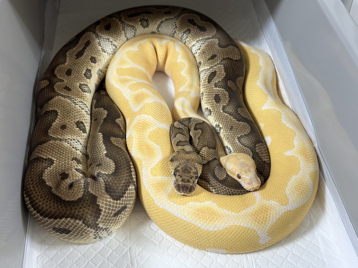 Violet B•P ボールパイソン tweet media