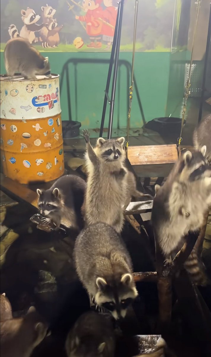 癒しの動物 tweet media