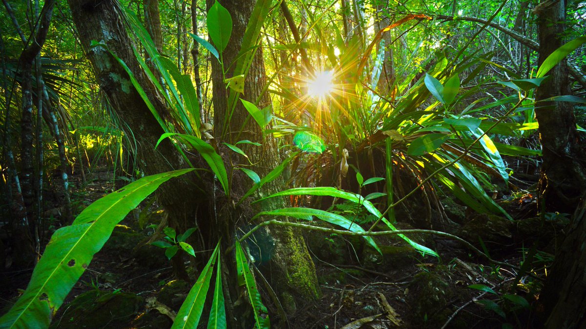 Prismatic_nat's tweet photo. Els #incendis i el clima transformen els #boscos tropicals? 🔥📗 L'augment de les temperatures pot fer que augmentin les espècies d'arbres amb fusta tova i fulles grosses, i que s'incrementi l'alçada dels boscos 🌲🔝
➡️ https://t.co/lGWuY0v8xk https://t.co/079eRP6Chu