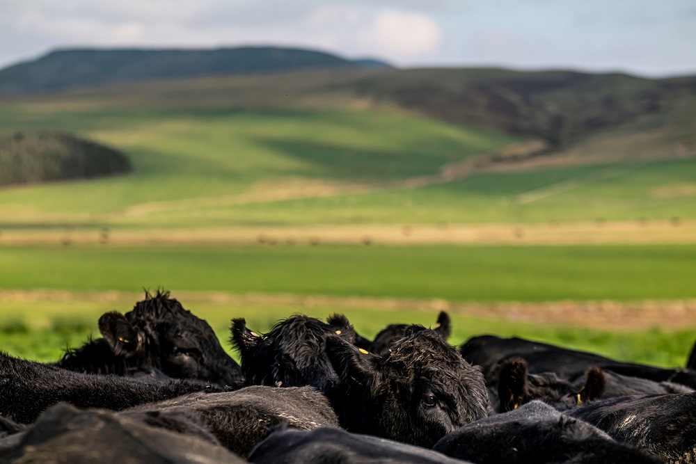 fdiforum.net tweet media