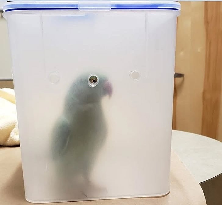 Goblin Moder tweet media