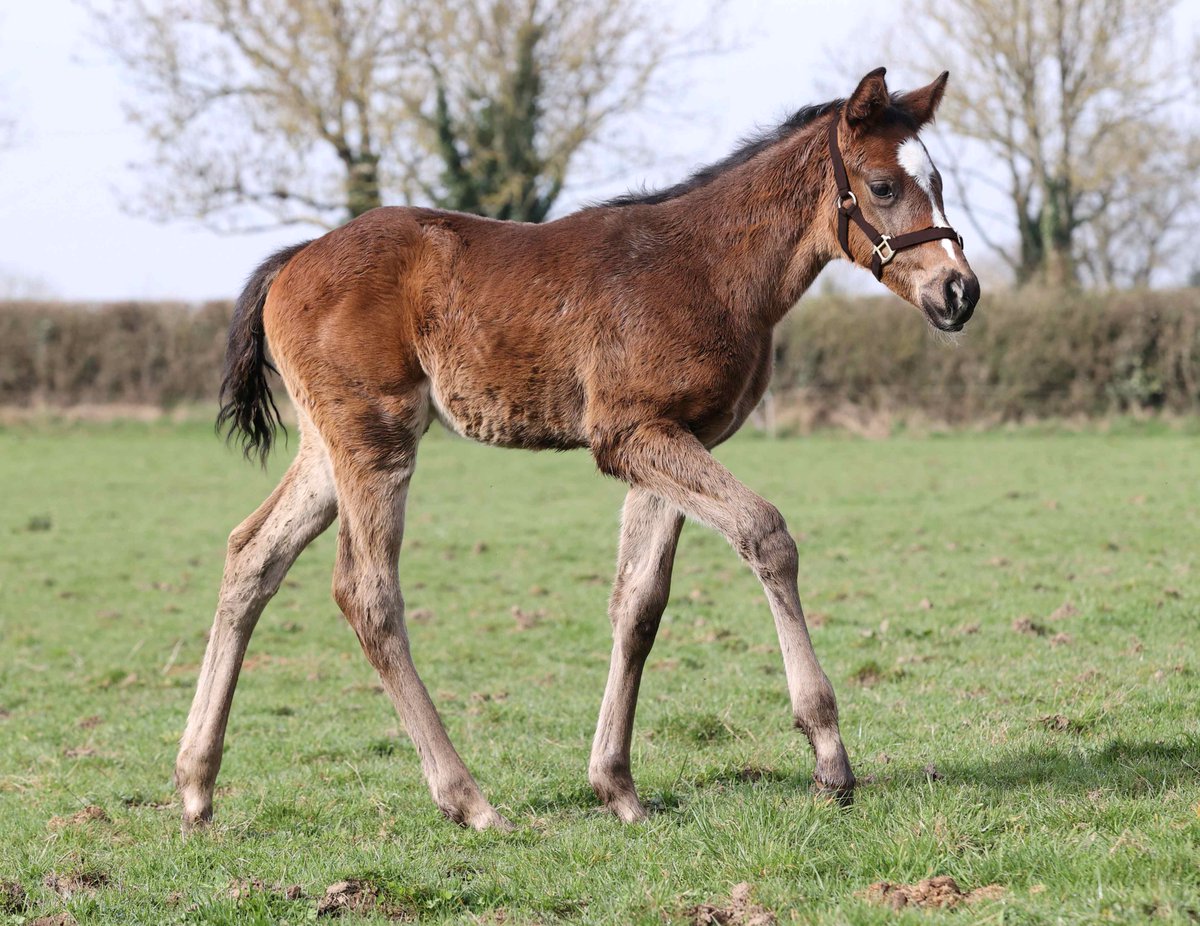 Irish National Stud tweet media