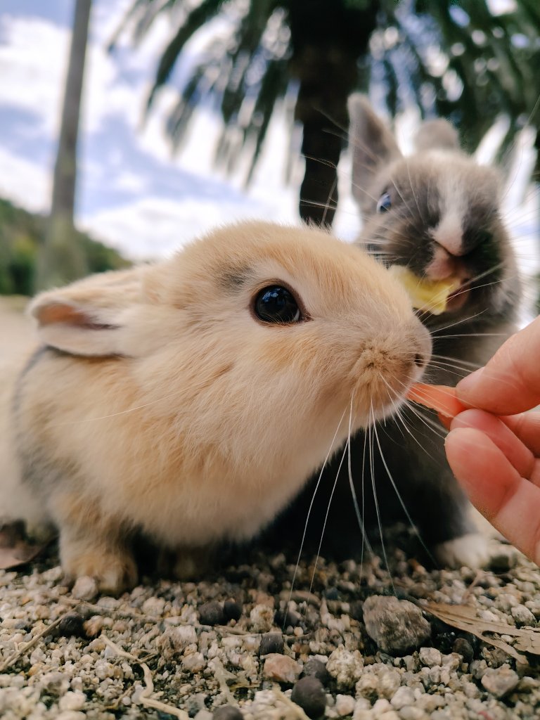8jfrak's tweet photo. 今日はおでかけ🐇 https://t.co/BfX1nFKtco