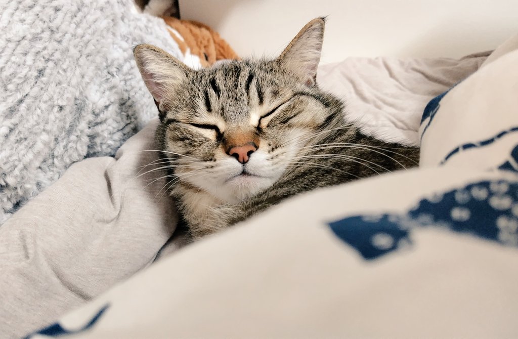 も〜〜〜〜寝る！！ﾑﾆｬﾑﾆｬ…