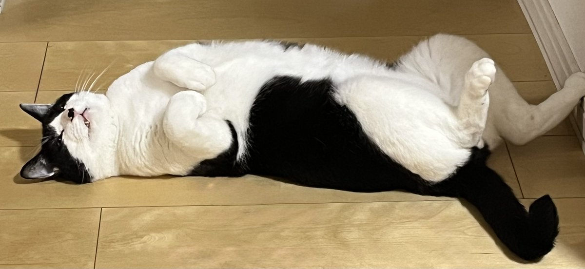 野良おばけ👻『165185』④発売3/6 tweet media