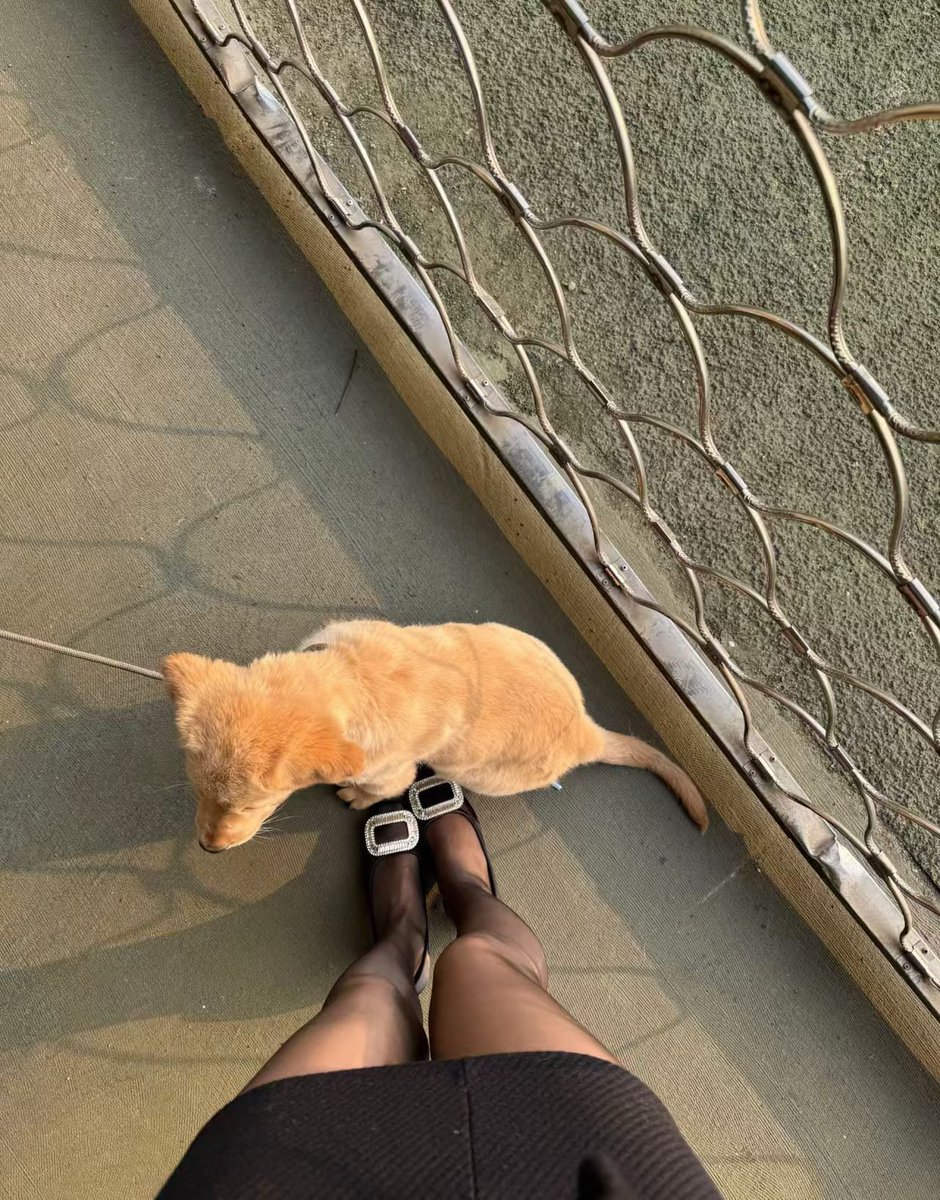 每日优选 tweet media