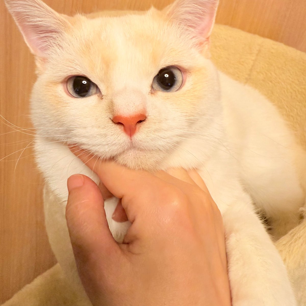 3695g…つまり3.7kgにおなり遊ばした生後9ヶ月のこちらの坊ちゃん、最近はかまうとよくゴロゴロ言うようになりました 毎日オシッコする ...