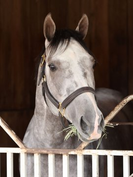 blindadosalas1's tweet photo. #Hipismo ¡YA ESTÁN LLEGANDO! El pasado martes arribó a #ChurchillDowns FULLEFFORT 🇺🇸 ganador del #JeffRubySteaks (Gr.3) en #TurfwayPark y actualmente N° 1 del #LeaderBoard del #KentuckyDerby donde dirá ¡PRESENTE!
Foto: @KentuckyDerby https://t.co/c713a3Ta2X