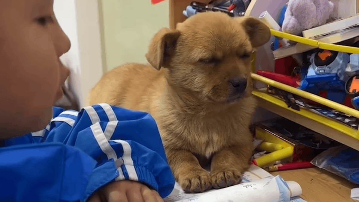Josephredranger's tweet photo. Watching my pup go from tiny wiggly ball to playful sidekick Every zoomie, every snuggle, every silly face is a memory I’ll cherish. Love you, my growing buddy! #PuppyGrowth #PetJoy #DailyWag https://t.co/JdfQzkb9kC