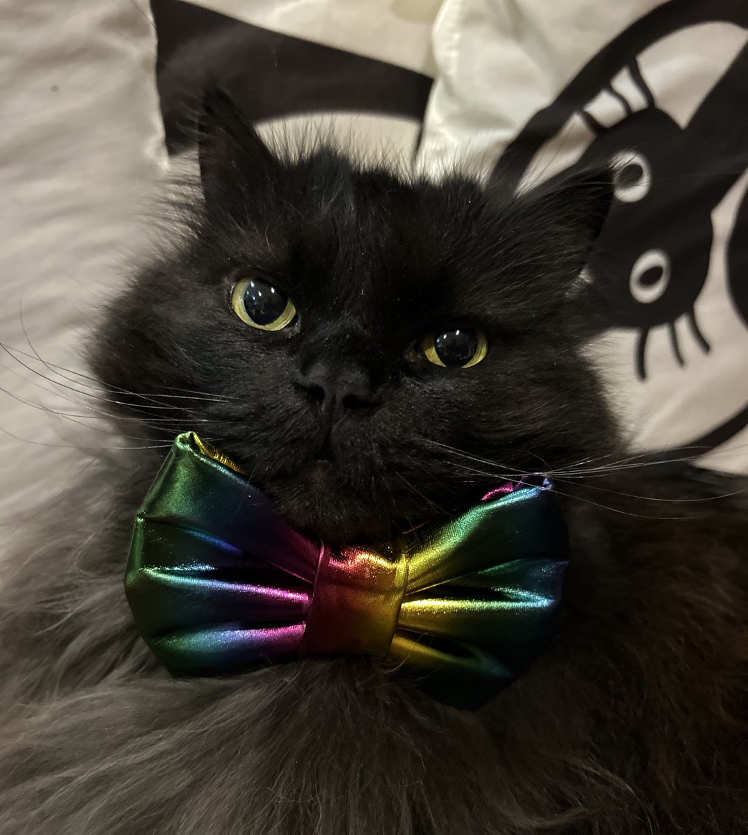 Mr.London.Meow 💙 tweet media