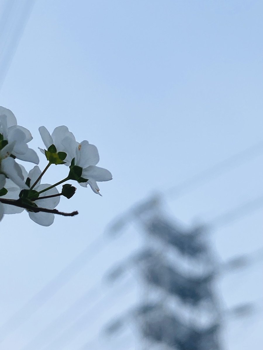 トシマーサ tweet media